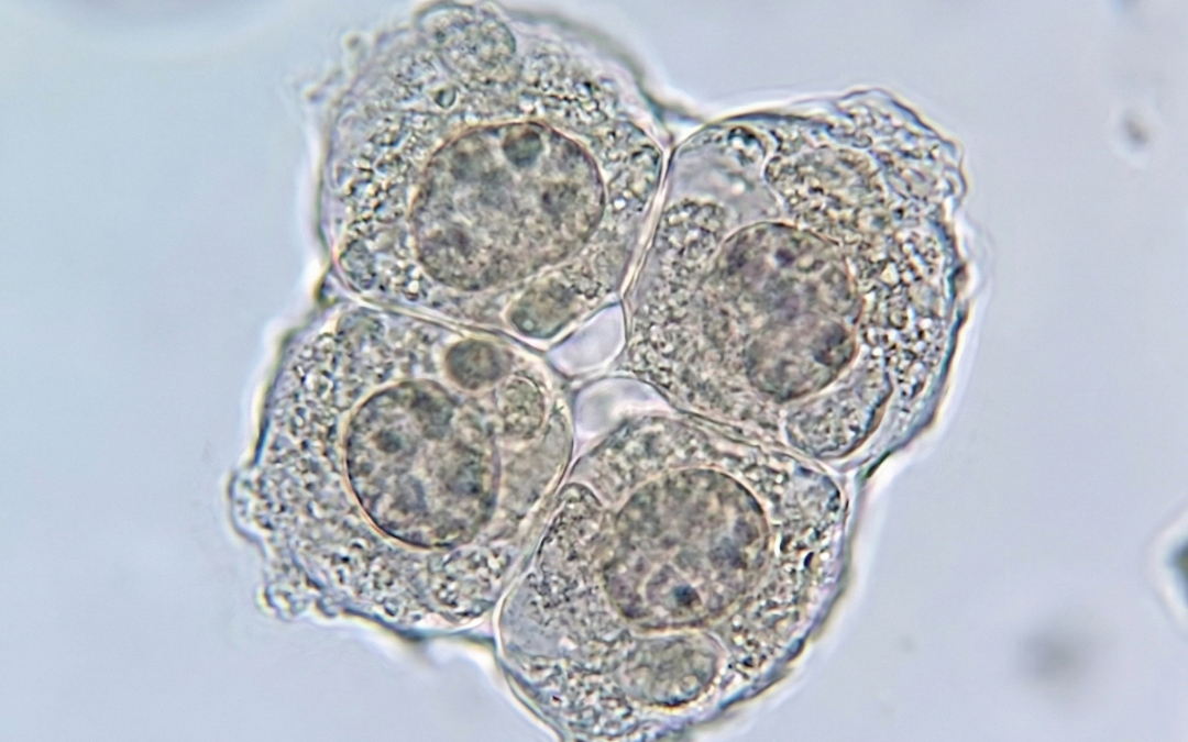 El uso terapéutico de las células madre