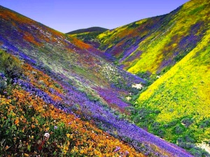 Ojos de amor… para ver la primavera y la Pascua