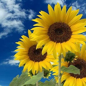 Girasol y caracol