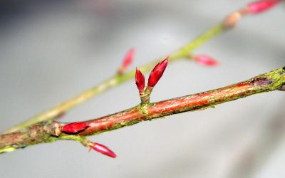 Pascua sin tiempo, Pascua para todo tiempo