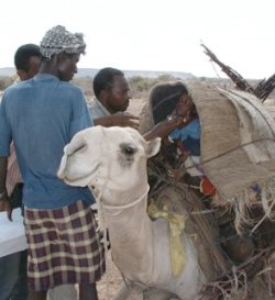 La OMS anuncia la erradicación de la polio en Somalia