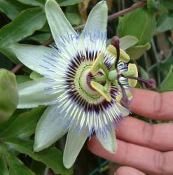 Passiflora caerulea - Wikipedia