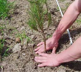 El hombre que plantaba arboles