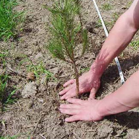 El hombre que plantaba arboles