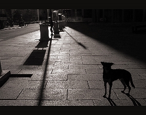 El ladroncillo de sombras