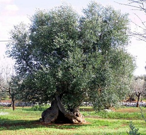 Agonía de Jesús en el Huerto de los Olivos  El Lugar de Transformación