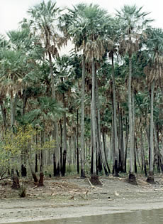 PALMERAS