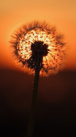 Tú eres la luz