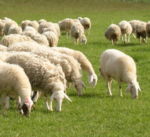 Otras ovejas que no son de nuestro rebaño