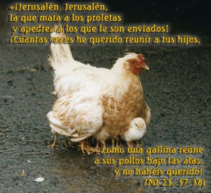 Como la gallina a sus pollos (JPG)