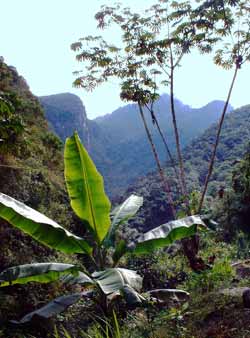 Con dos trozos de rosal…