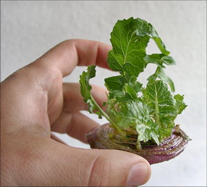 Mamerto Menapace, osb, Cuentos Rodados, Editorial Patria Grande